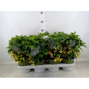 Ardisia crenata 'Bos Premium White'