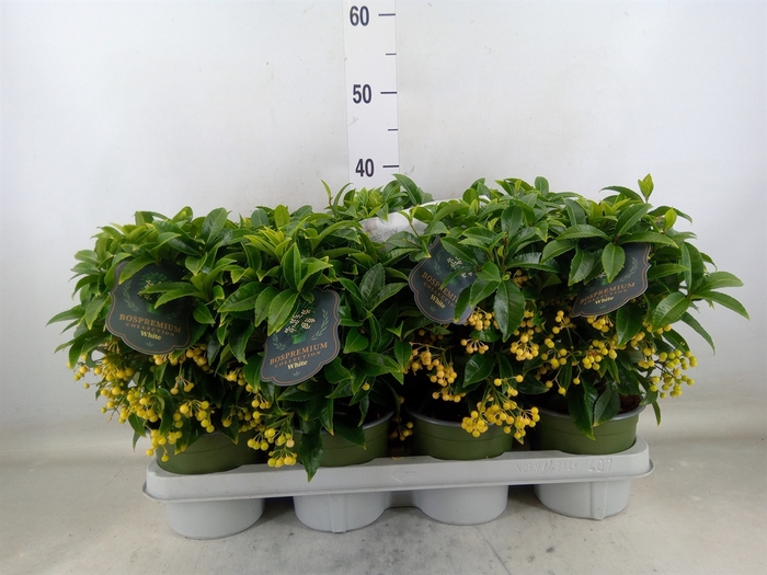 <h4>Ardisia crenata 'Bos Premium White'</h4>