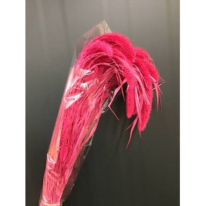 DRIED SETARIA PINK