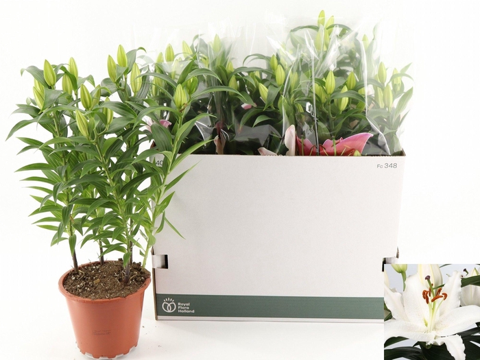 <h4>LIL OR SUN BAHAMAS</h4>