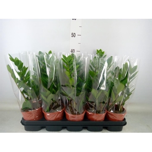 Zamioculcas zamiifolia