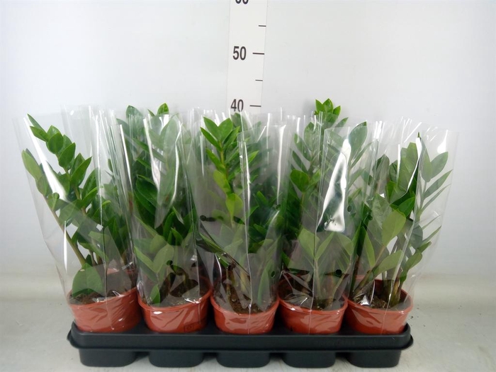 <h4>Zamioculcas zamiifolia</h4>