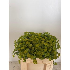 BUPLEURUM ROTUNDIFOL