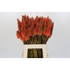 Kniphofia Alcazar Eijco