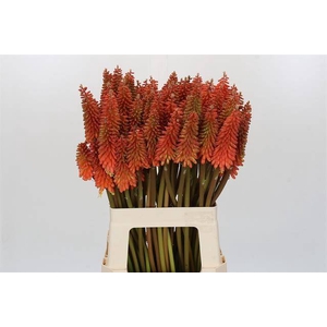 Kniphofia Alcazar Eijco