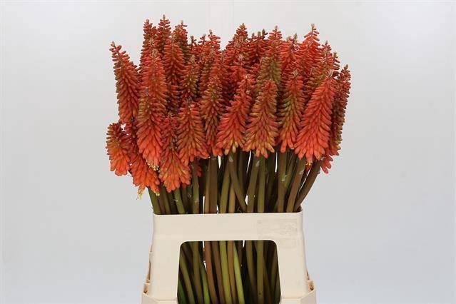 Kniphofia Alcazar Eijco