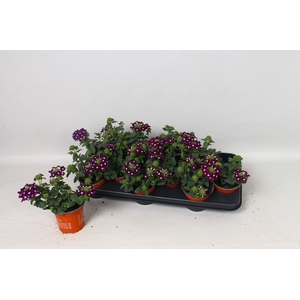 VERBE BLUES D VIOLET