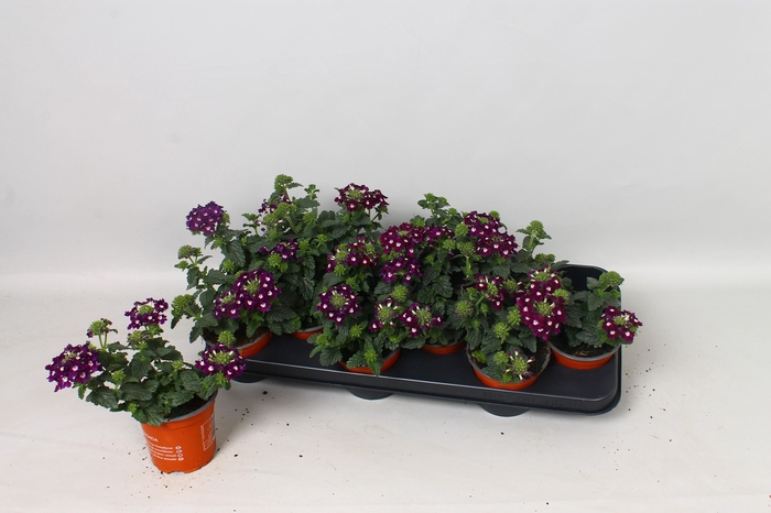 <h4>VERBE BLUES D VIOLET</h4>