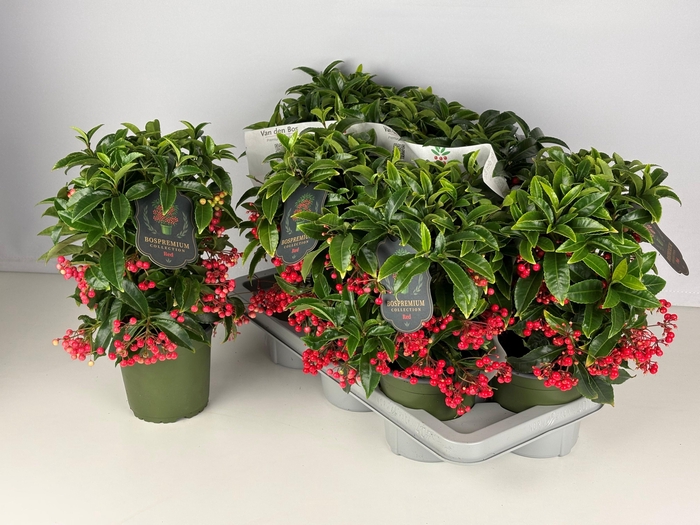 <h4>ARDIS CR BOS PR</h4>