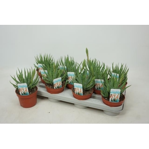 Aloe Humilis (Cites) 10,5Ø 25cm