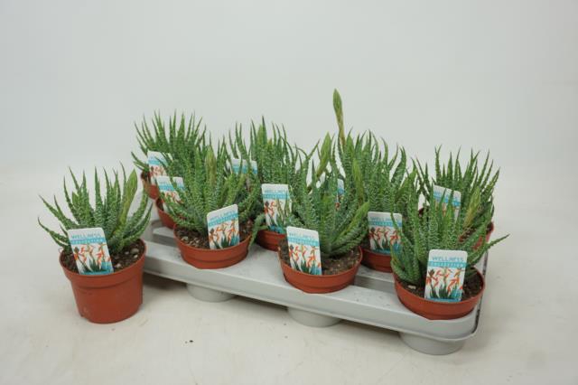 <h4>ALOE HUMILIS</h4>