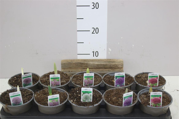 <h4>Allium Gemengd</h4>