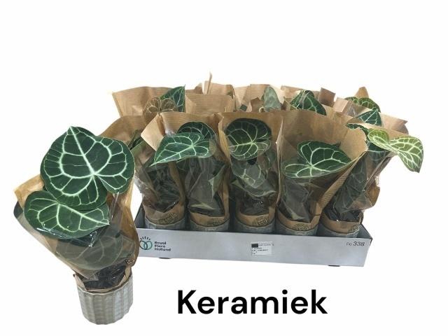 <h4>ANTHU CLARINERVIUM</h4>