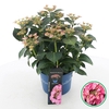 Hydrangea macrophylla overig