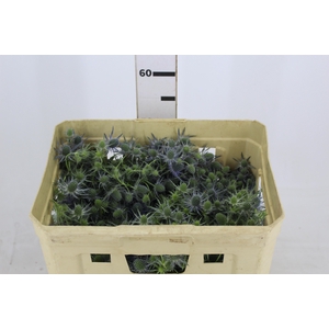 ERYNGIUM 040 CM