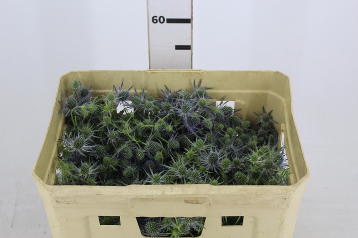 ERYNGIUM 040 CM