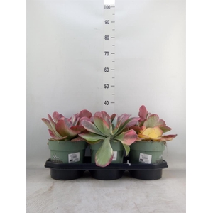 Kalanchoe NF thyrsiflora