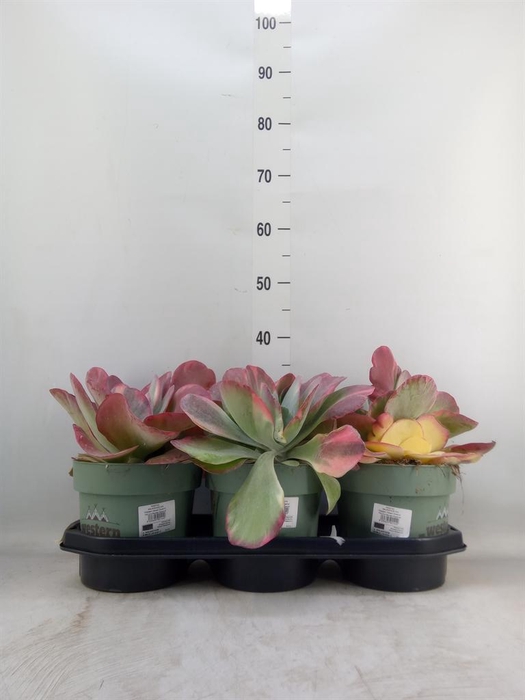 <h4>Kalanchoe NF thyrsiflora</h4>