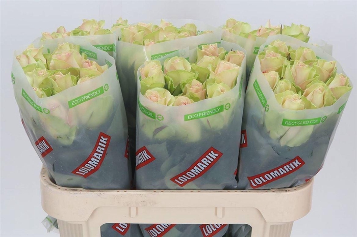 <h4>Rosa La Belle</h4>