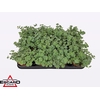 arr8 Sedum Sieboldii