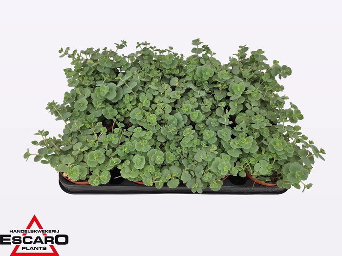 arr8 Sedum Sieboldii