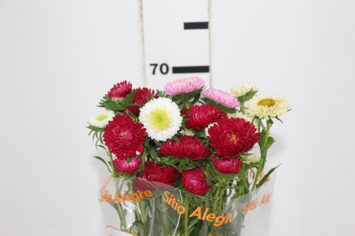 <h4>RAINHA MARGARIDA MISTA 070 CM</h4>