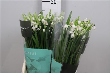 <h4>Leucojum Aestivum</h4>