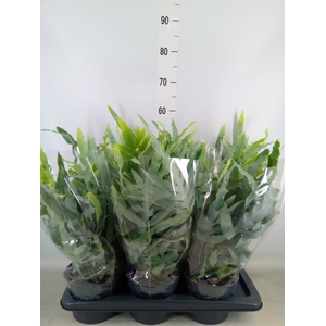 Phlebodium aureum 'Blue Star'