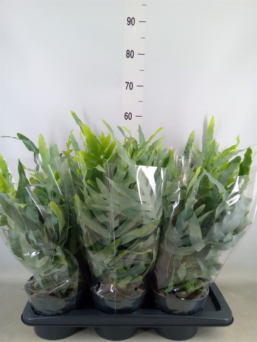 <h4>Phlebodium aureum 'Blue Star'</h4>