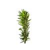 DRACENA PLEOMELE 080 CM VERDE