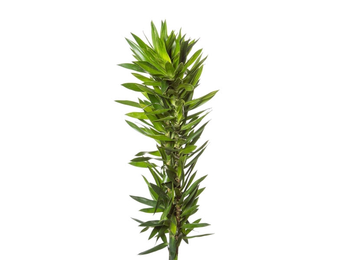DRACENA PLEOMELE 080 CM VERDE