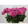 Dahlia Barbados