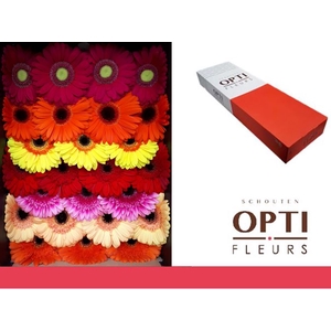 Gerbera Mix Herfst Doos