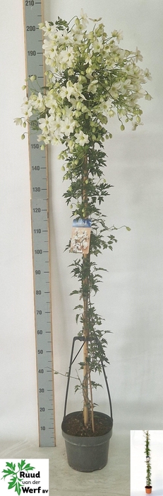 <h4>CLEM AVALANCHE</h4>