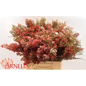 CHAME UN MY SWEET 16