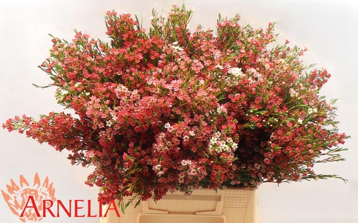 <h4>CHAME UN MY SWEET 16</h4>