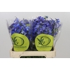 Delphinium Oriental Blue