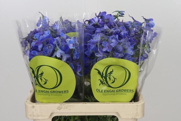Delphinium Oriental Blue