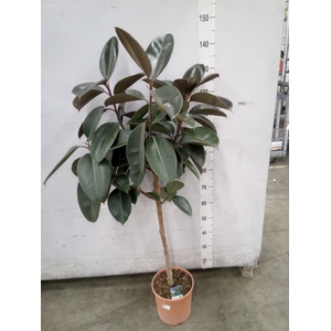 Ficus   ...
