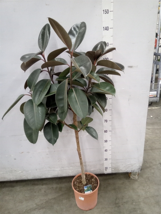 <h4>Ficus   ...</h4>