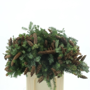 Douglas Pine Cone 75cm