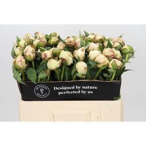 Paeonia ann cousins