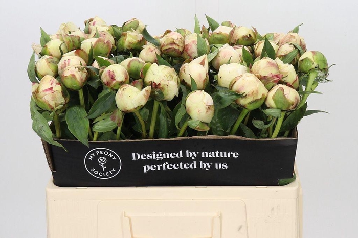 <h4>Paeonia ann cousins</h4>