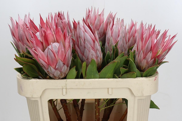 <h4>Protea Cynaroides</h4>
