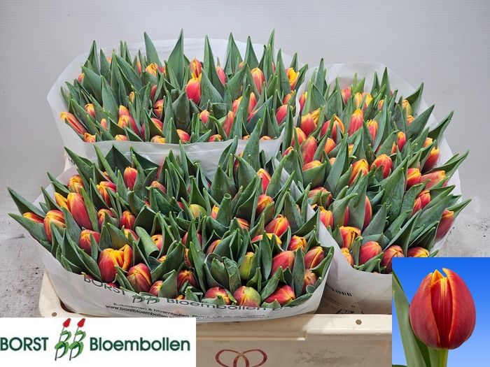 <h4>TU DU JAMALA</h4>