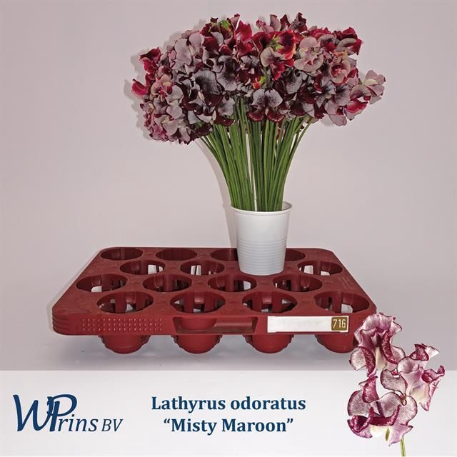 <h4>LATHYR MIST MAROON</h4>