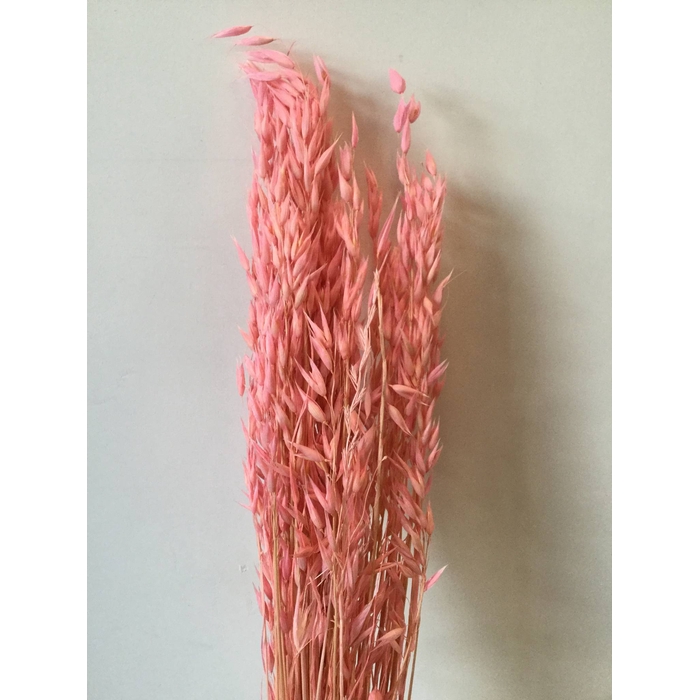 <h4>DRIED FLOWERS - AVENA LIGHT PINK</h4>