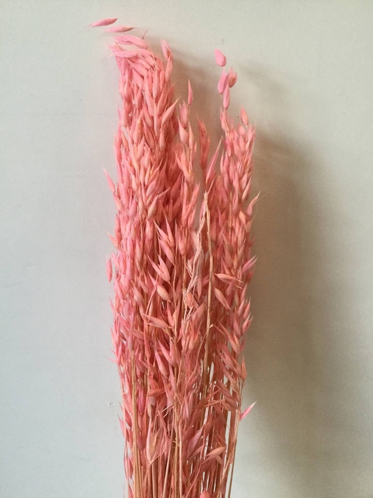 DRIED FLOWERS - AVENA LIGHT PINK