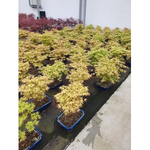 Acer palmatum 