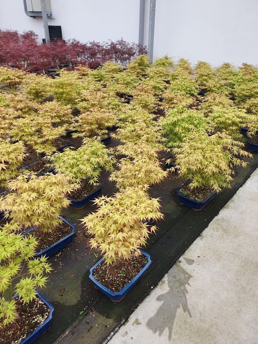 <h4>Acer palmatum "katsura". Pot 32cm.</h4>
